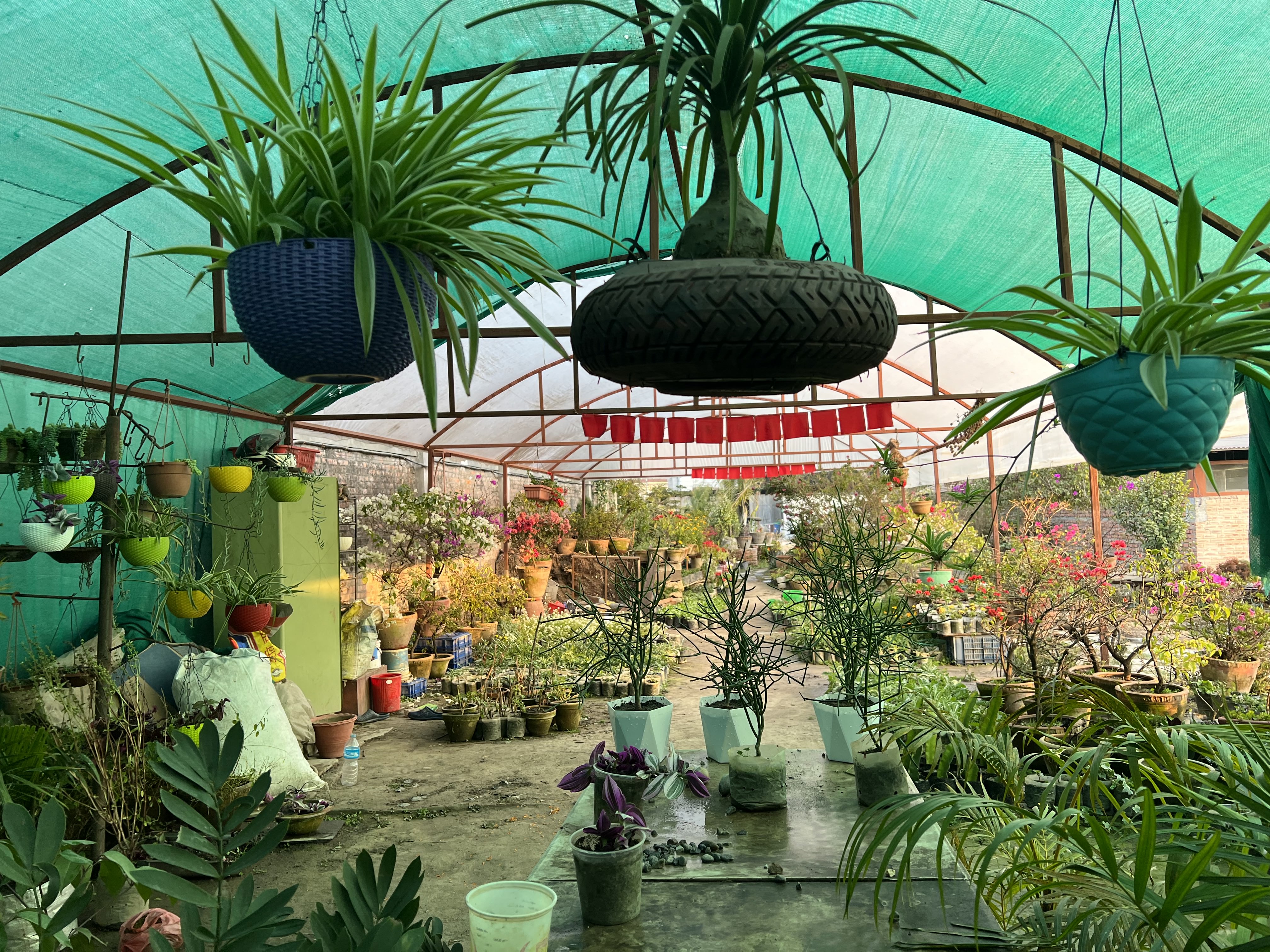Our Greenhouse