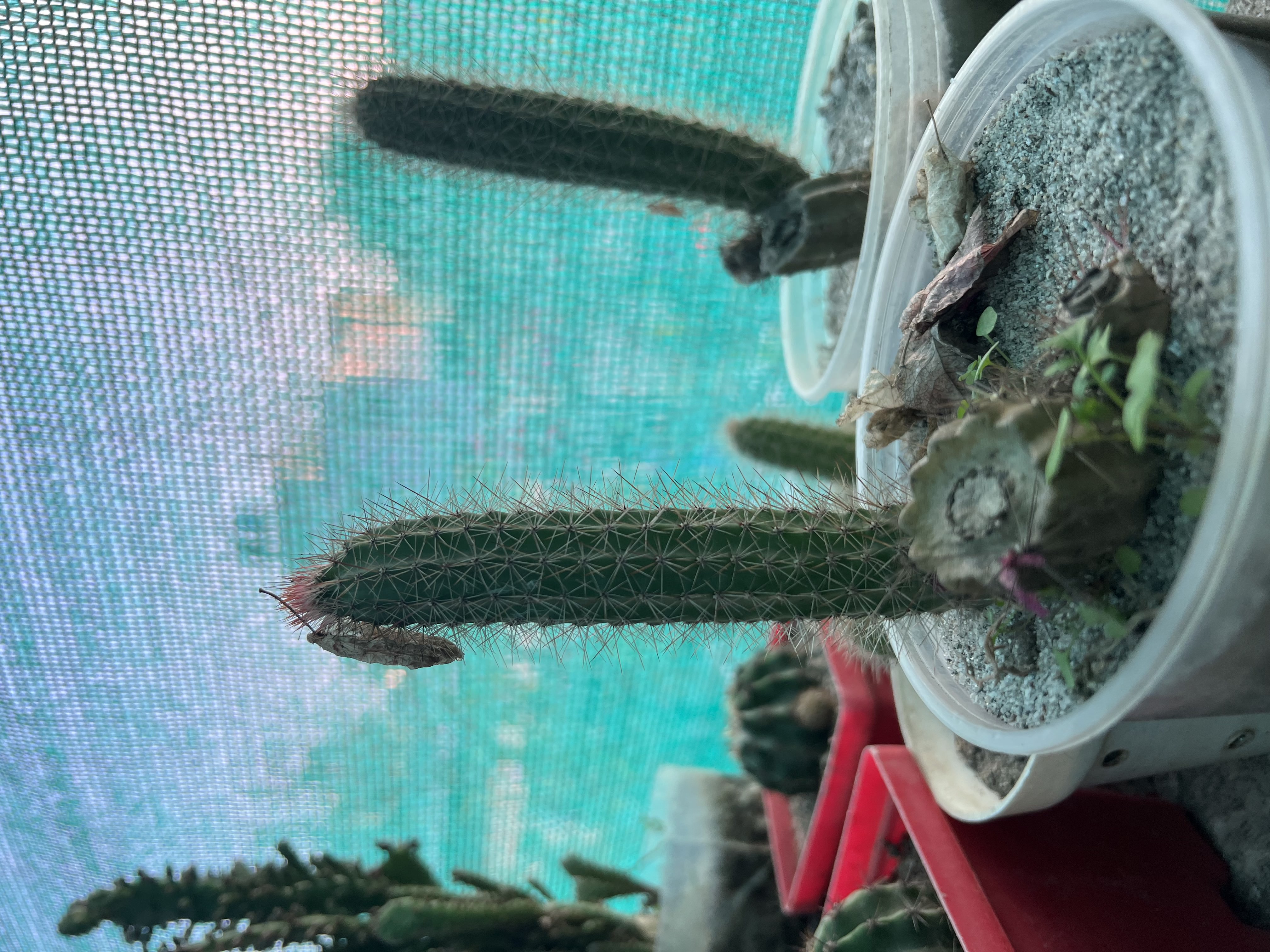 Plants