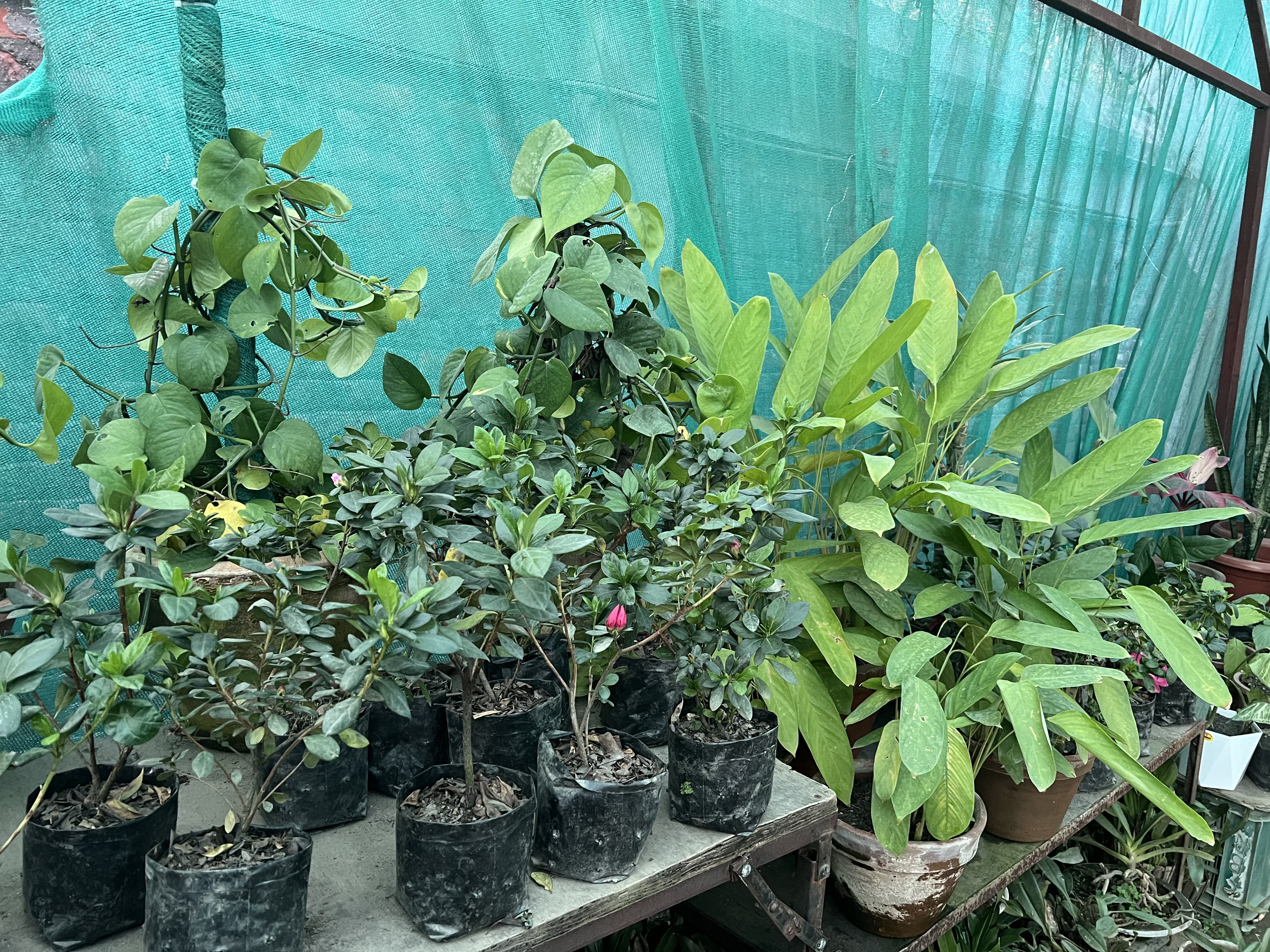 Indoor Plant