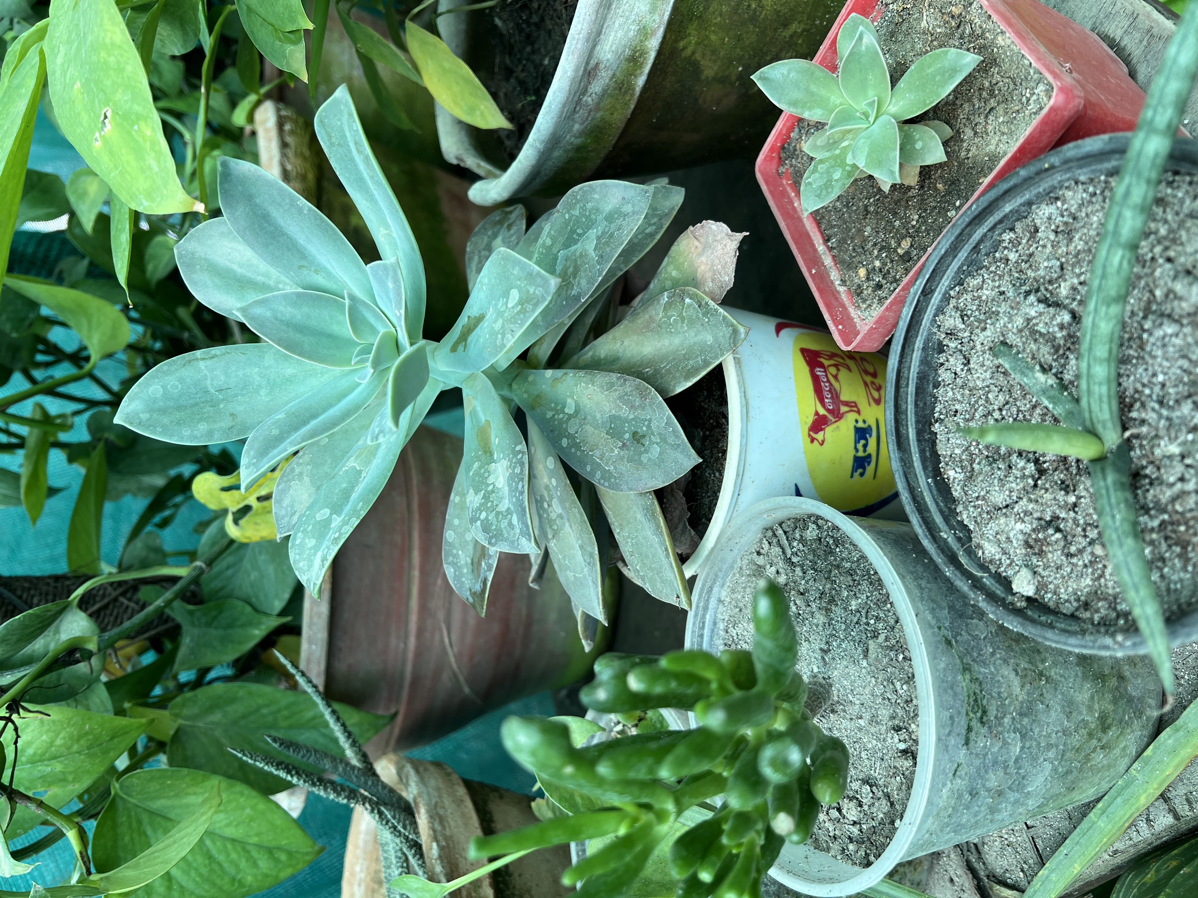 Indoor Plant
