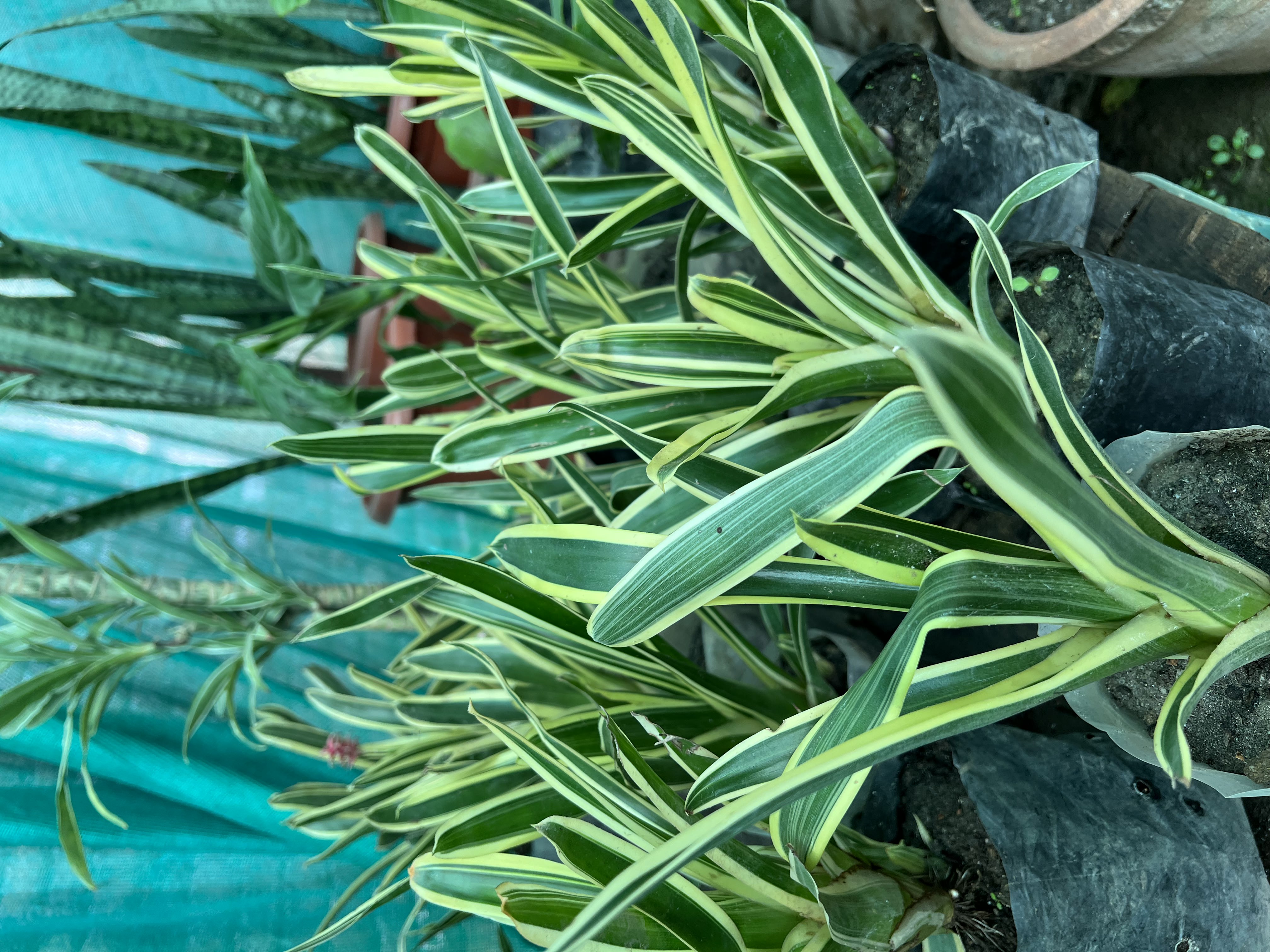 Indoor Plant