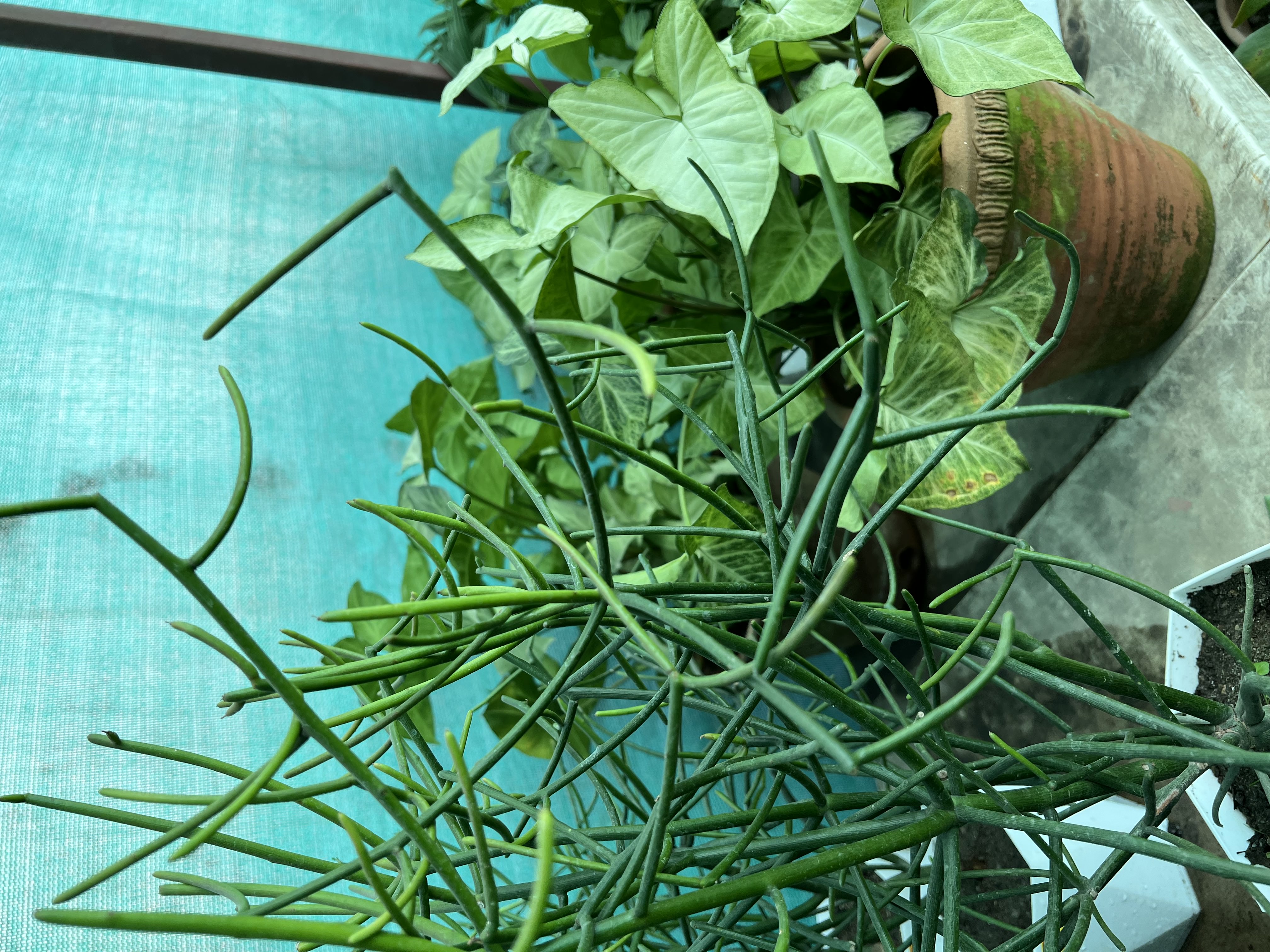 Indoor Plant