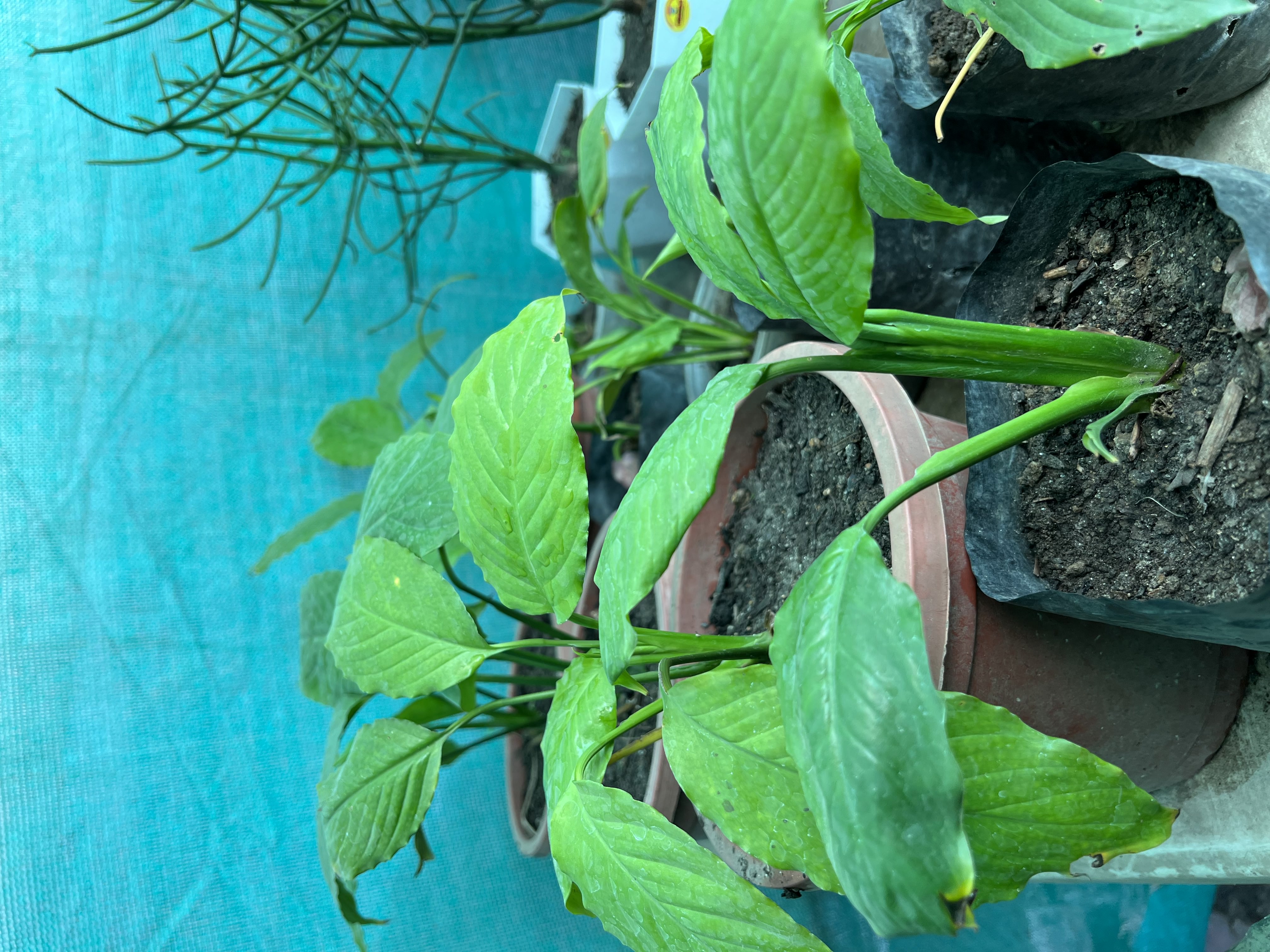Indoor Plant