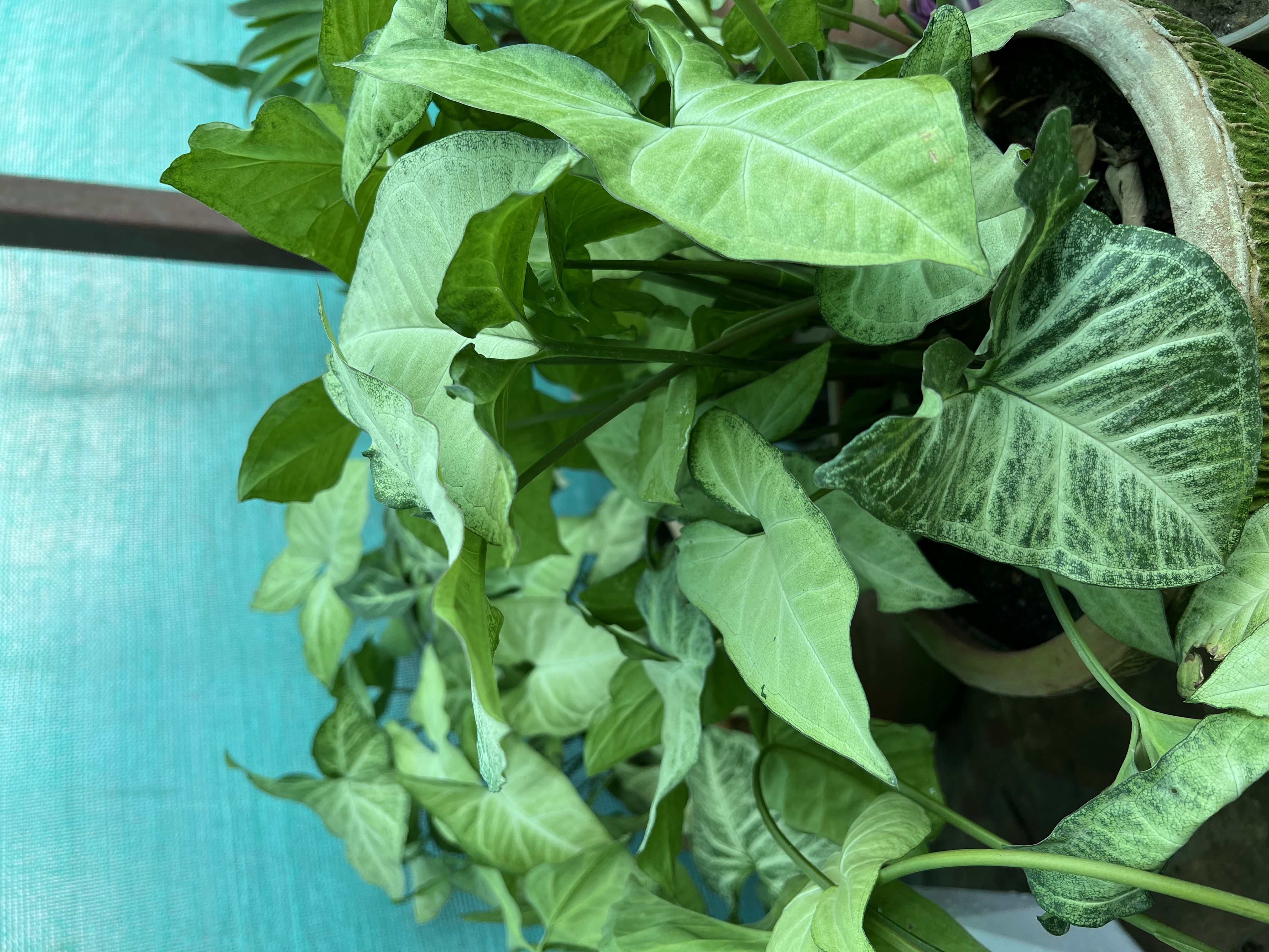 Indoor Plant