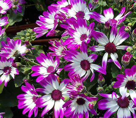 Flowering Plant