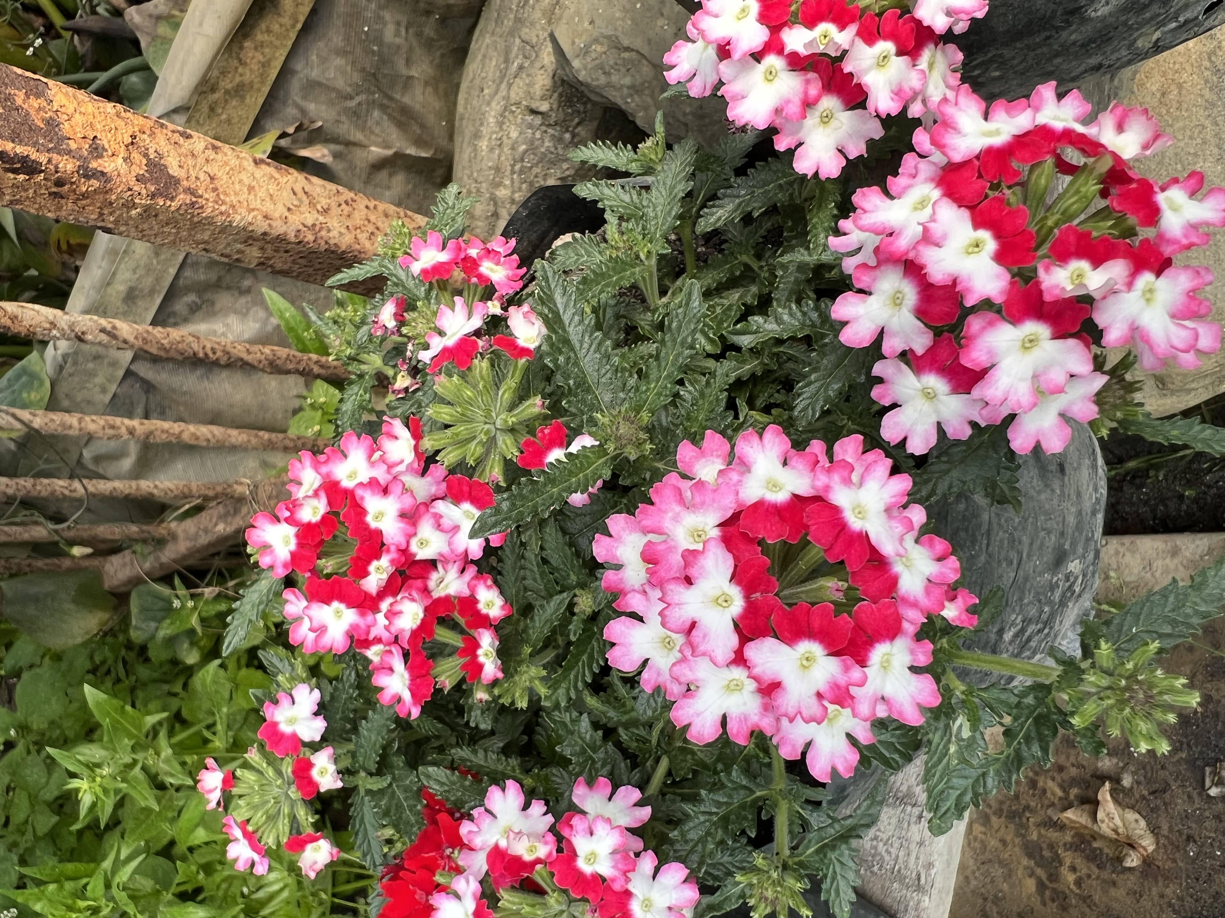 Foliage Plant