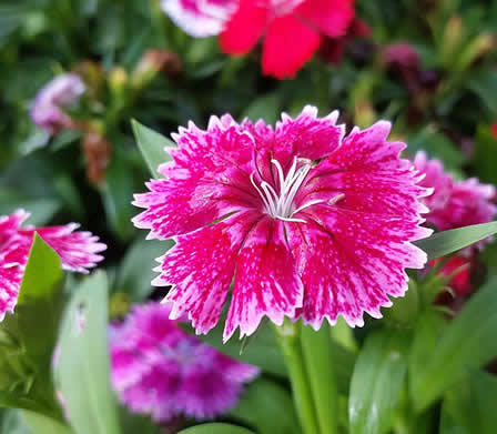 Flowering Plant