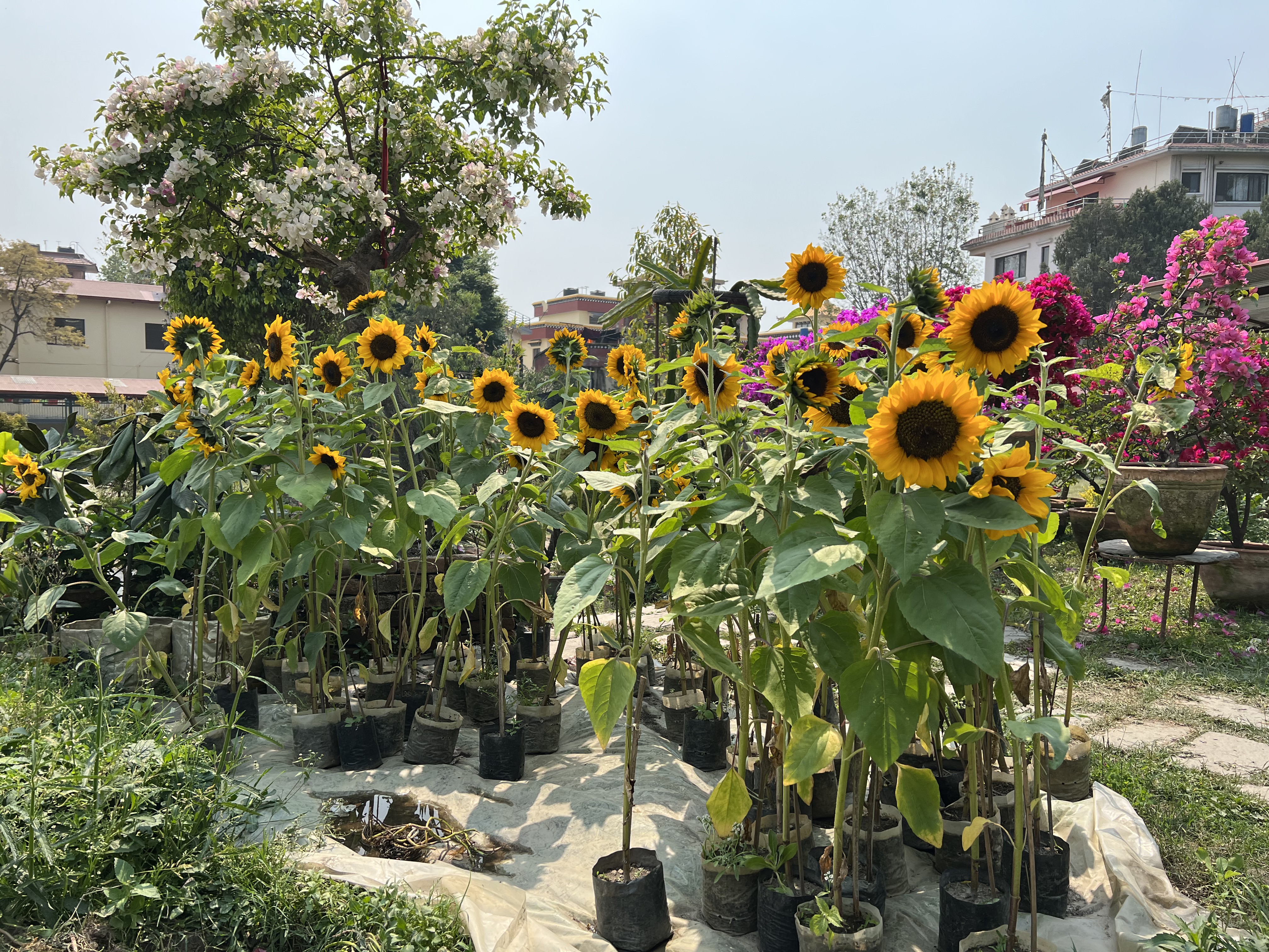 Flowering plant